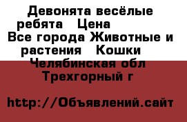 Девонята весёлые ребята › Цена ­ 25 000 - Все города Животные и растения » Кошки   . Челябинская обл.,Трехгорный г.